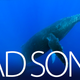 Image for article titled The Story of the Lonely Whale Will Break Your Heart